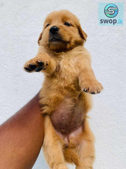 Golden Retriever Puppies