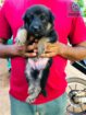 German Shepherd Male Puppy
