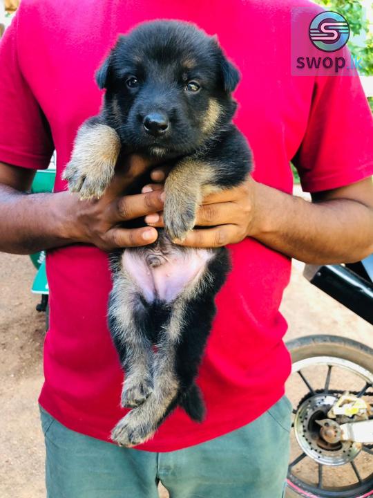 German Shepherd Male Puppy