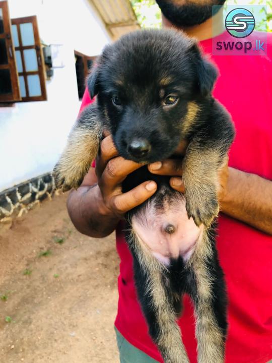 German Shepherd Male Puppy