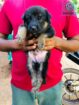 German Shepherd Male Puppy