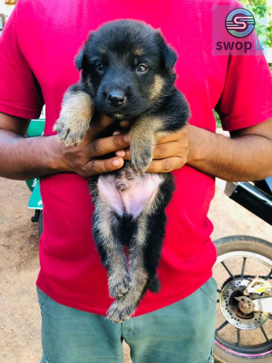 German Shepherd Male Puppy