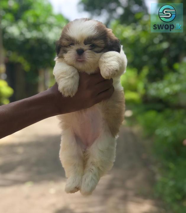 Shihtzu Puppies