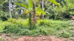 නවගමුවෙන් වටිනා පොල් ඉඩමක් විකිණීමට ඇත.