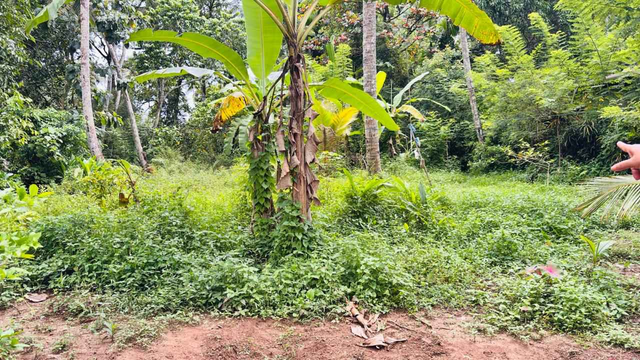 නවගමුවෙන් වටිනා පොල් ඉඩමක් විකිණීමට ඇත.