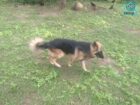 German Shepherd Dog