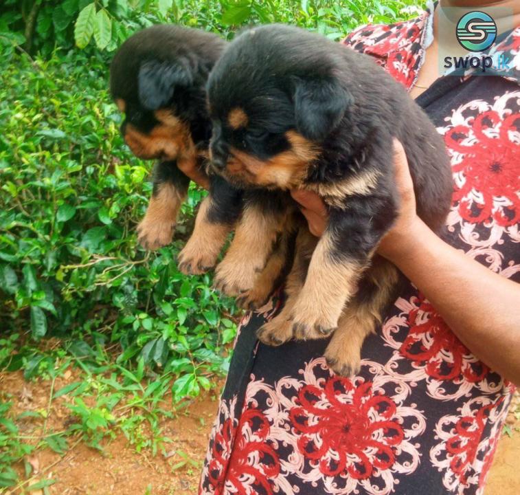 Rottweiler Puppy