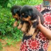 Rottweiler Puppy