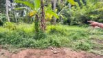 නවගමුවෙන් වටිනා පොල් ඉඩමක් විකිණීමට ඇත.