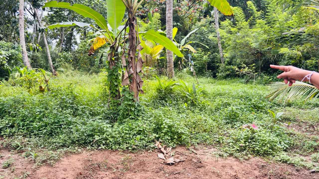 නවගමුවෙන් වටිනා පොල් ඉඩමක් විකිණීමට ඇත.