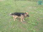 German Shepherd Dog