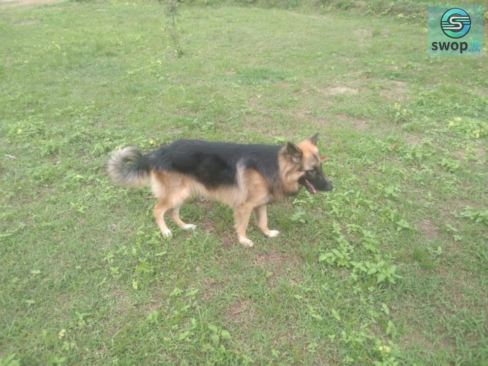 German Shepherd Dog