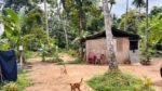 නවගමුවෙන් වටිනා පොල් ඉඩමක් විකිණීමට ඇත.