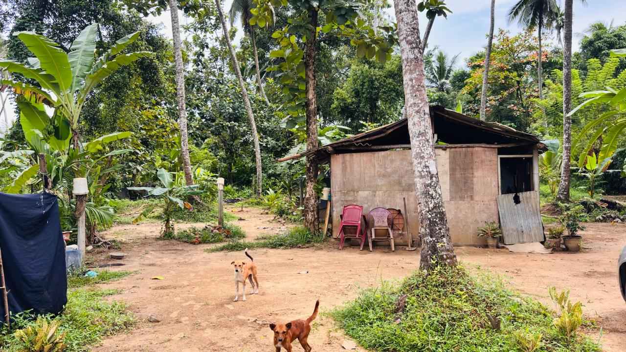 නවගමුවෙන් වටිනා පොල් ඉඩමක් විකිණීමට ඇත.