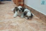 Shihtzu Puppies