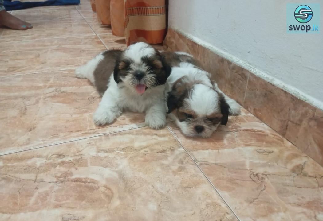 Shihtzu Puppies