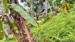 නවගමුවෙන් වටිනා පොල් ඉඩමක් විකිණීමට ඇත.