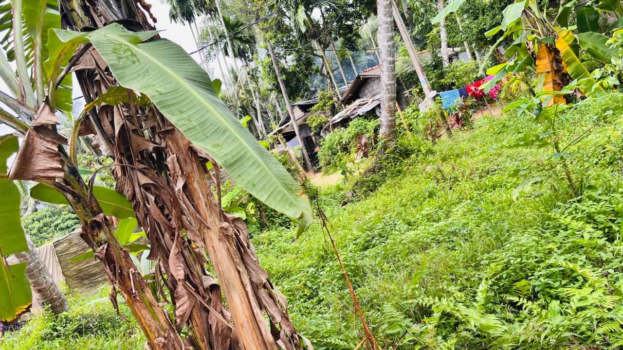 නවගමුවෙන් වටිනා පොල් ඉඩමක් විකිණීමට ඇත.