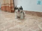 Shihtzu Puppies