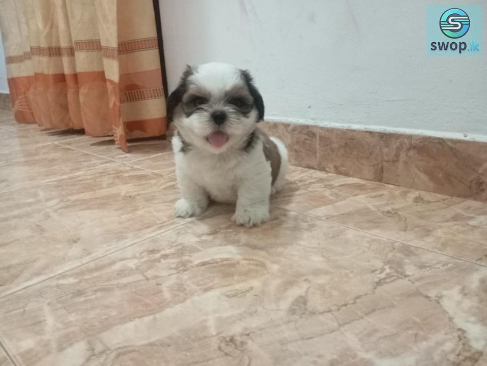 Shihtzu Puppies