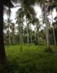 මීගමුව කදිරාණ අවටින් වටිනා ඉඩමක් විකිණීමට…