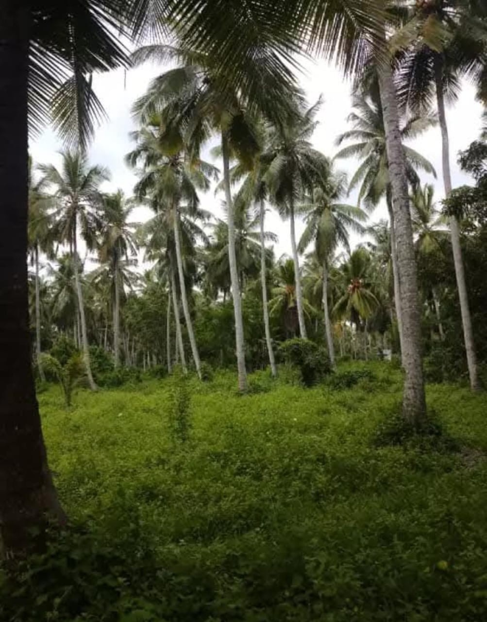 මීගමුව කදිරාණ අවටින් වටිනා ඉඩමක් විකිණීමට…