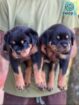 Rottweiler Female Puppies