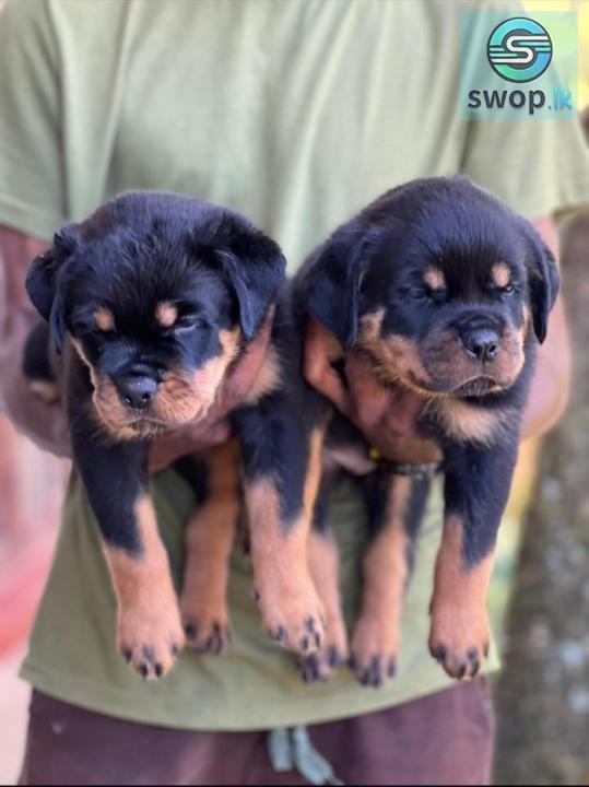 Rottweiler Female Puppies