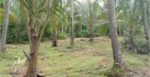 මීගමුව කදිරාණ අවටින් වටිනා ඉඩමක් විකිණීමට…