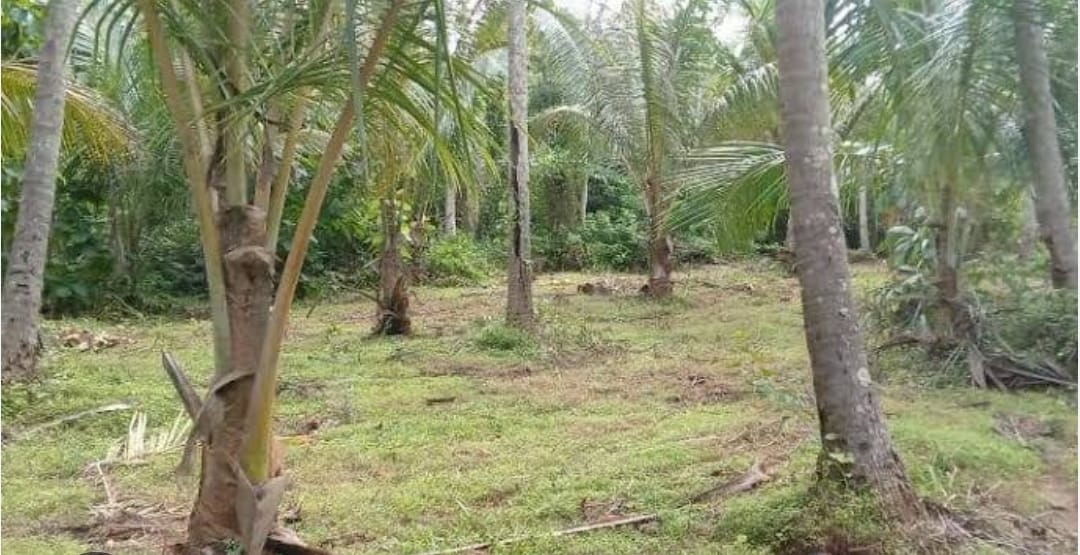 මීගමුව කදිරාණ අවටින් වටිනා ඉඩමක් විකිණීමට…