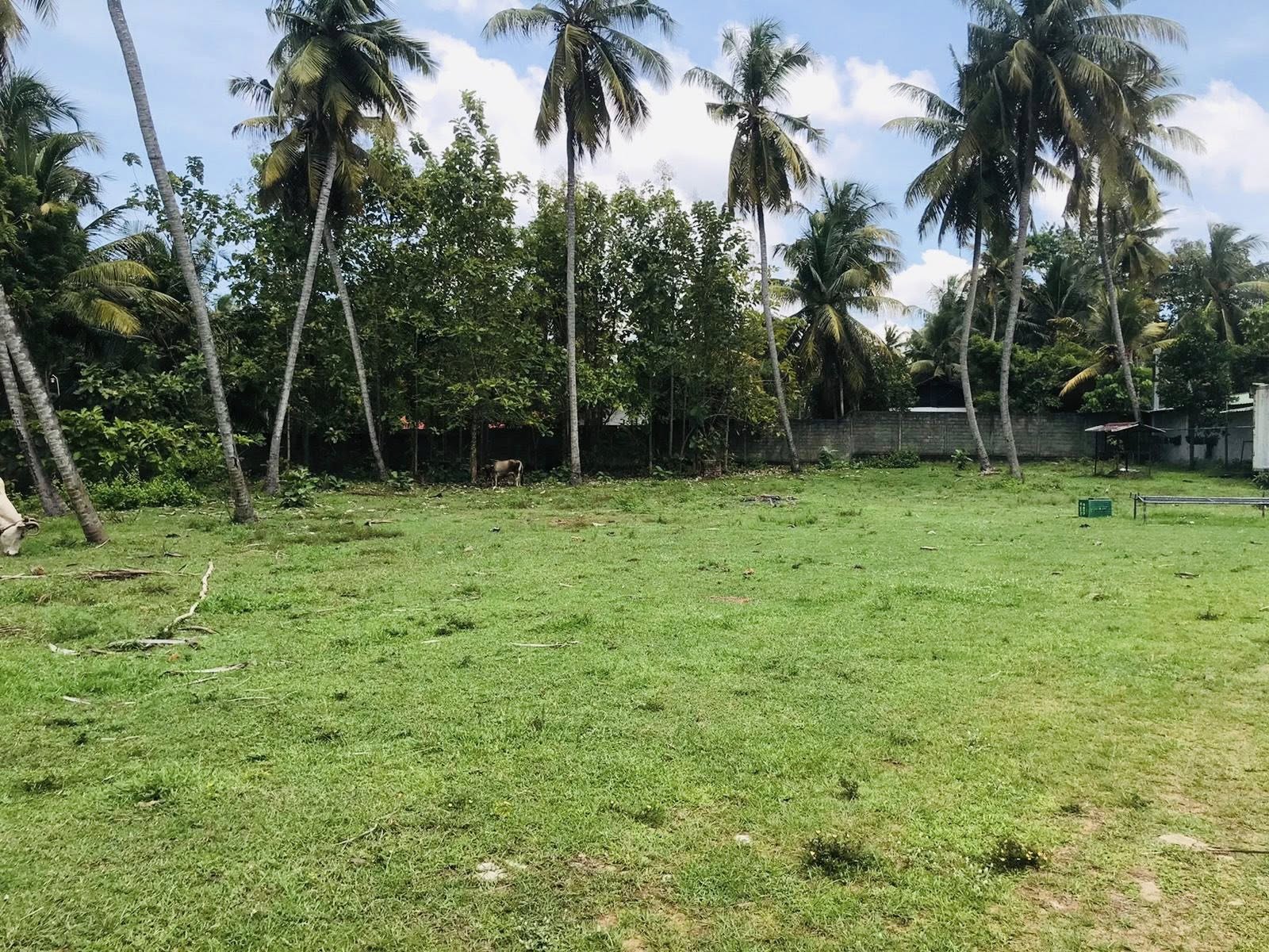 කොච්චිකඩේ හේන්මුල්ල ප්‍රදාන පාරට මුහුණලා පර්චස් 33ක ඉඩමක් විකීනිමට…