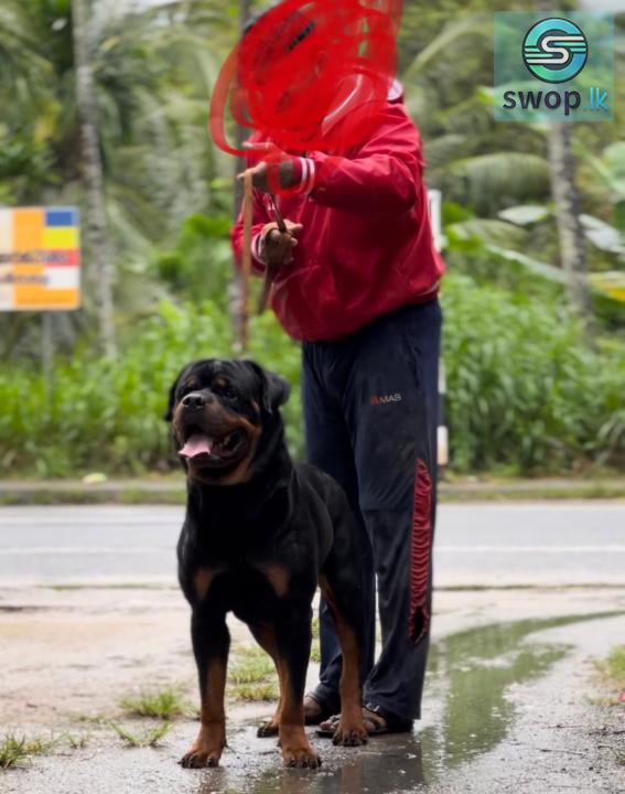 Rottweiler Female Puppies