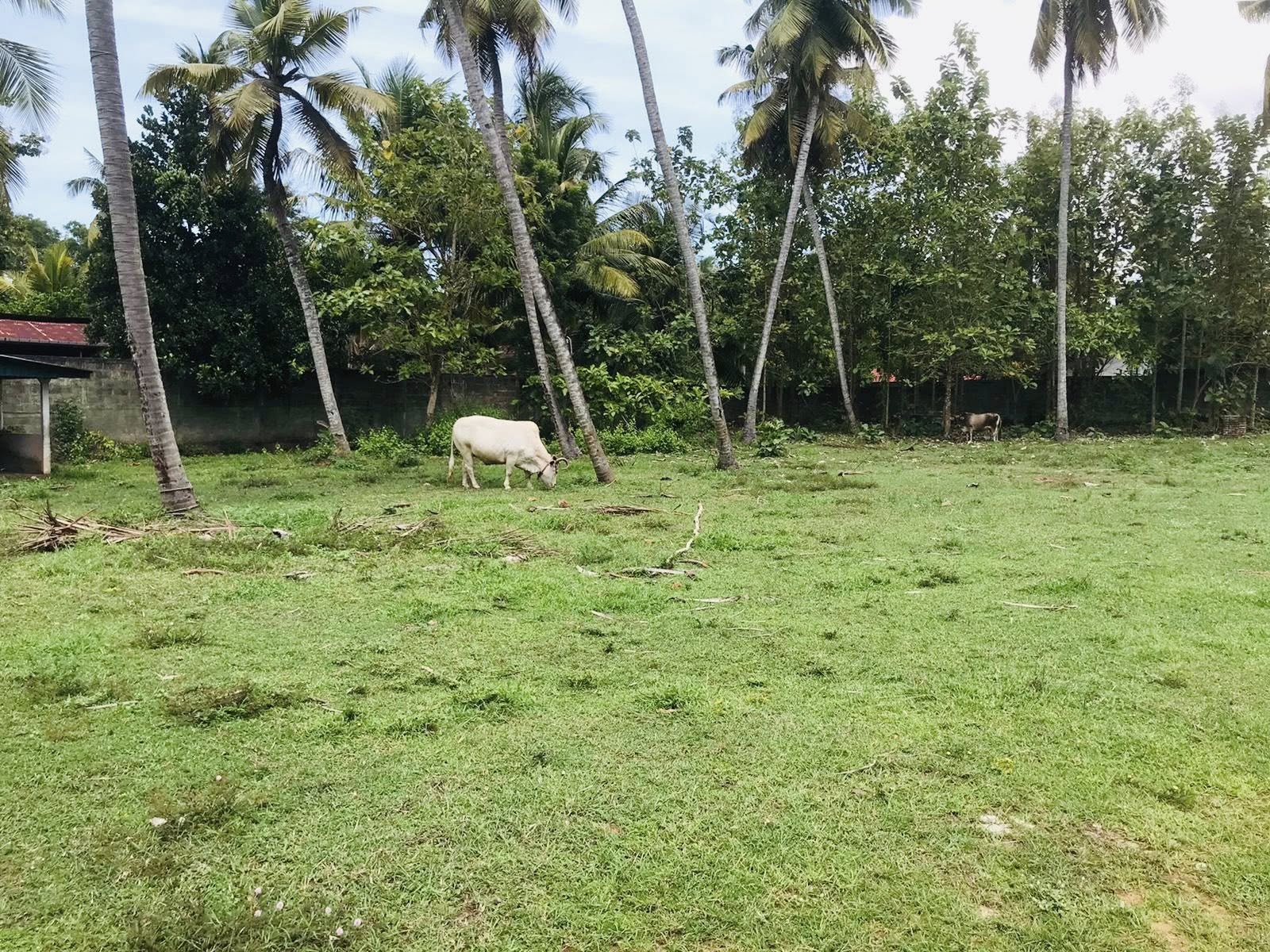 කොච්චිකඩේ හේන්මුල්ල ප්‍රදාන පාරට මුහුණලා පර්චස් 33ක ඉඩමක් විකීනිමට…