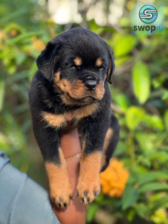 Rottweiler Female Puppies