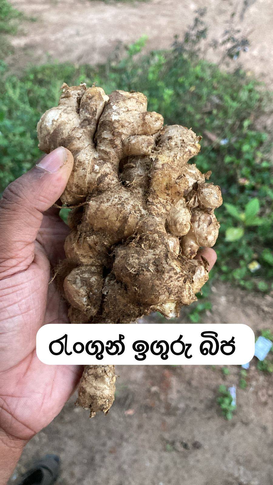 රැංගුන් / චයිනා ඉගුරු බීජ