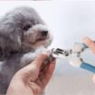 Pet Nail Cutter & Trimmer