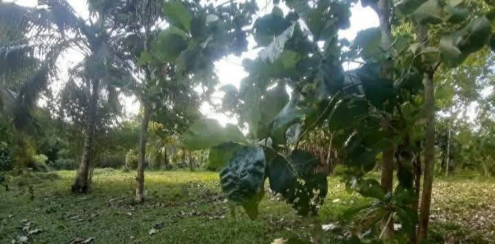 📢 කටුපොත නගරයට ඉතා ආසන්නයෙන් වටිනා ඉඩමක් විකිණීමට ඇත.