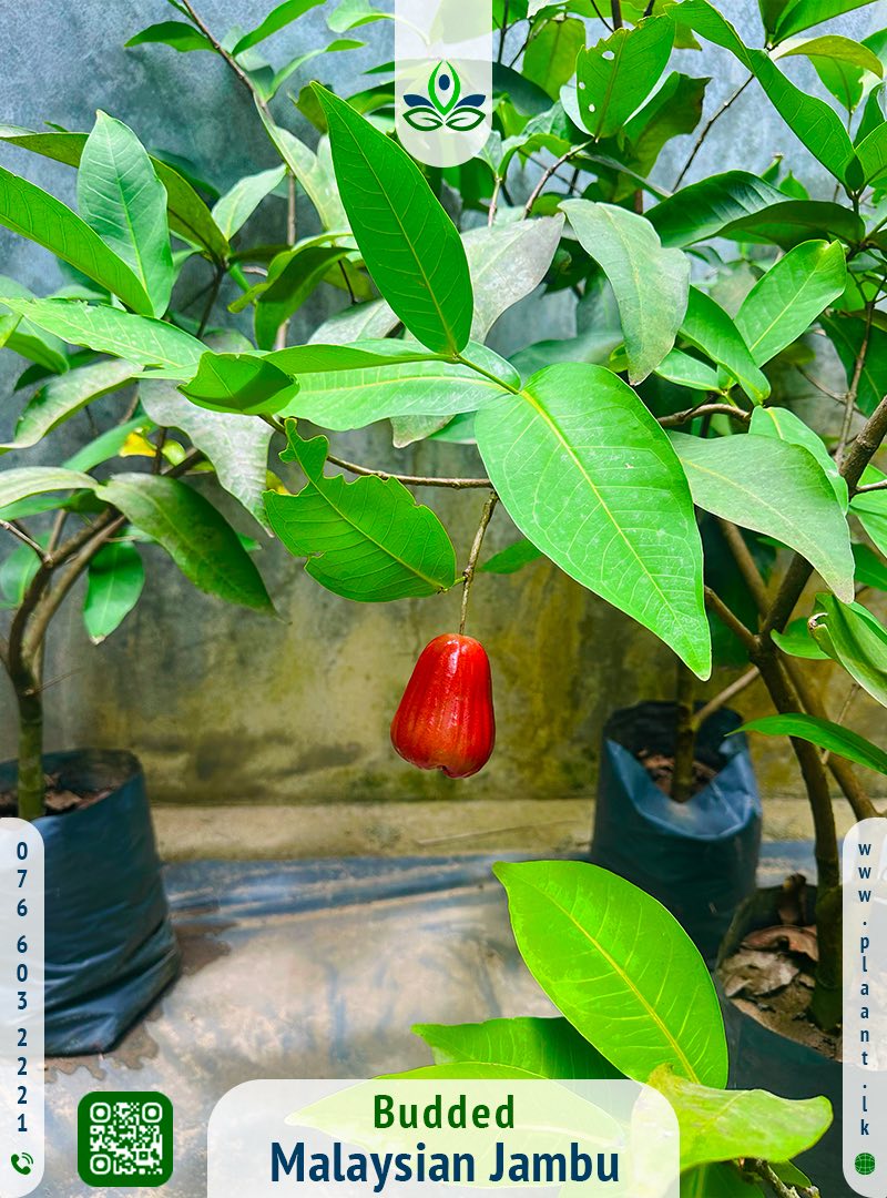 🍎 පළතුරු පැළ