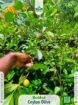 🍎 පළතුරු පැළ