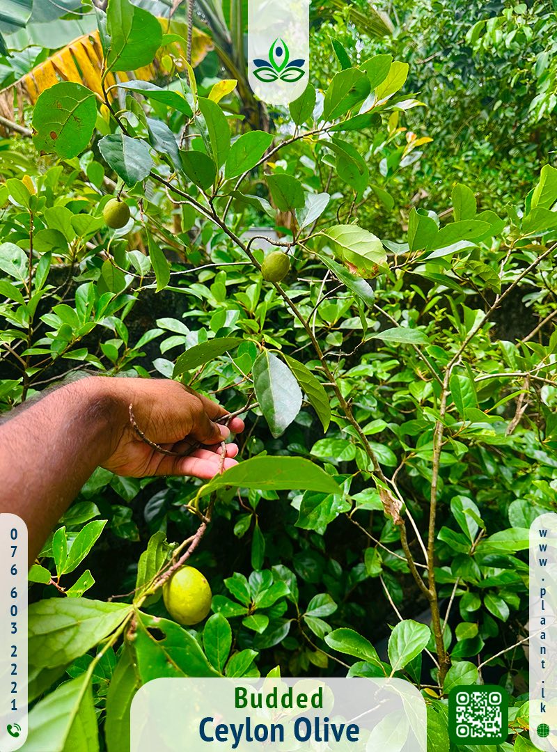 🍎 පළතුරු පැළ