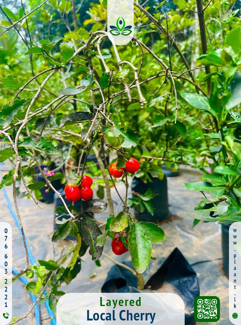 🍎 පළතුරු පැළ