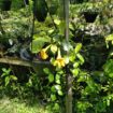 🌿Balal pahuru එල්ලෙන පොච්චි විකිණීමට තිබේ .