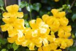 🌿Balal pahuru එල්ලෙන පොච්චි විකිණීමට තිබේ .