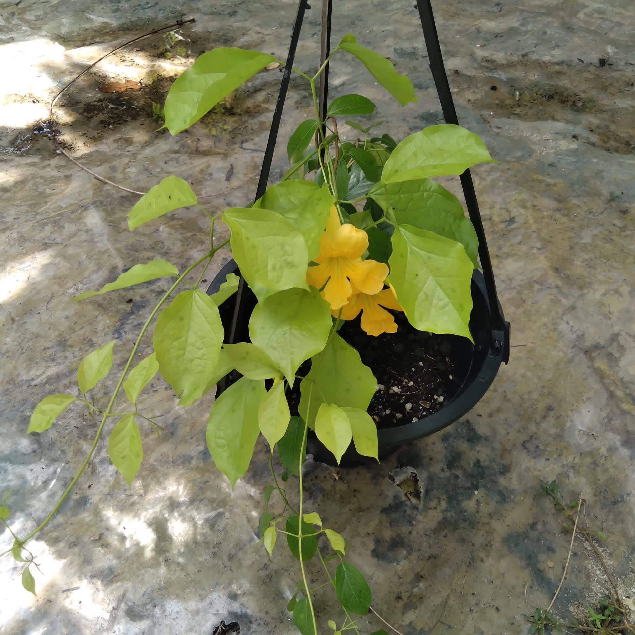 🌿Balal pahuru එල්ලෙන පොච්චි විකිණීමට තිබේ .
