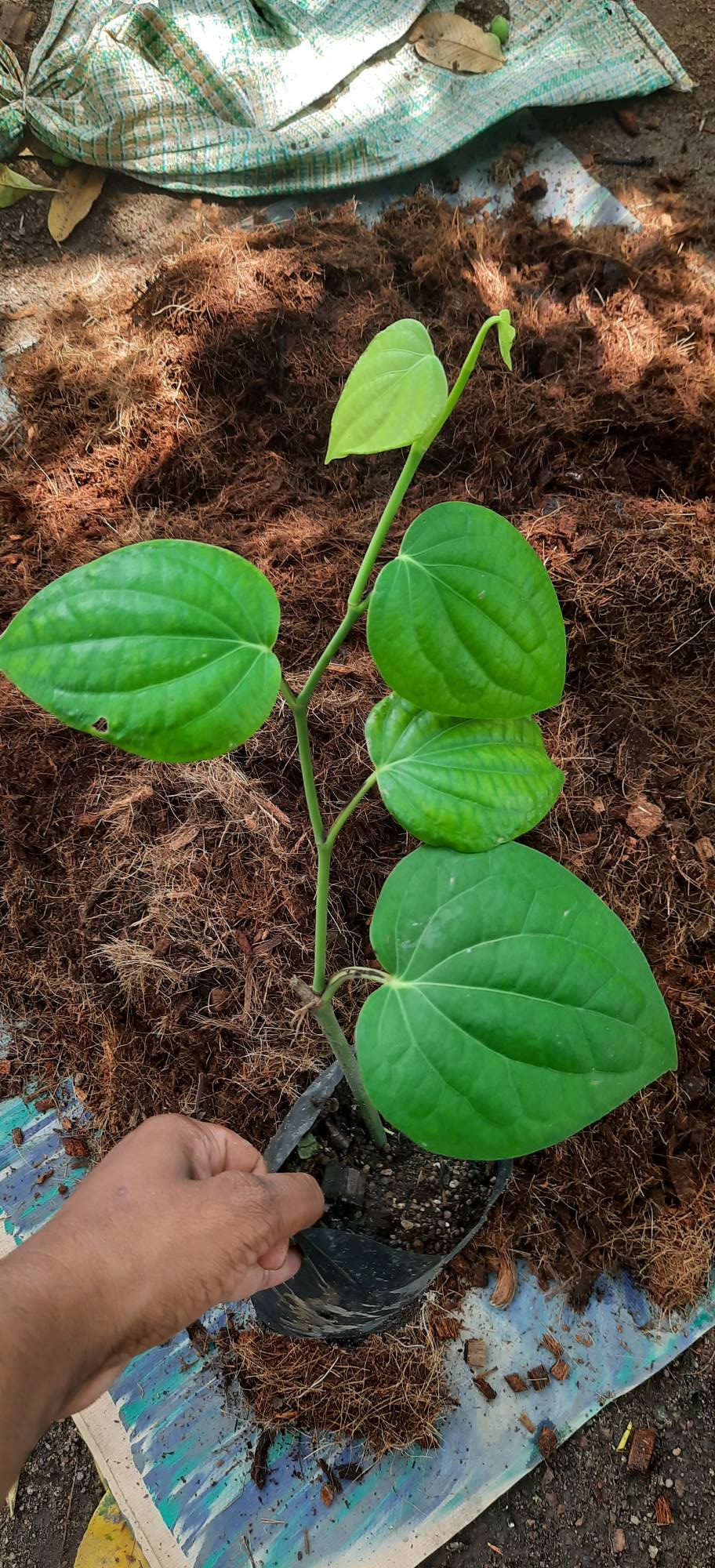 ගම්මිරිස් පැල විකිනීමට ඇත