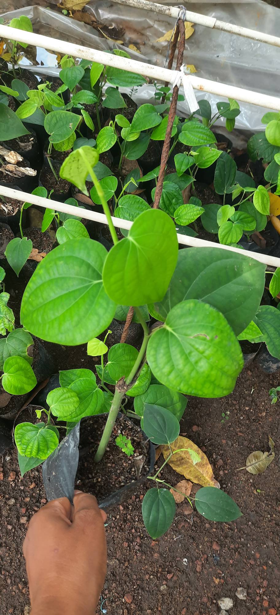 ගම්මිරිස් පැල විකිනීමට ඇත