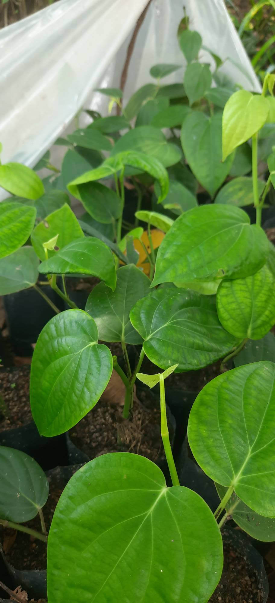 ගම්මිරිස් පැල විකිනීමට ඇත
