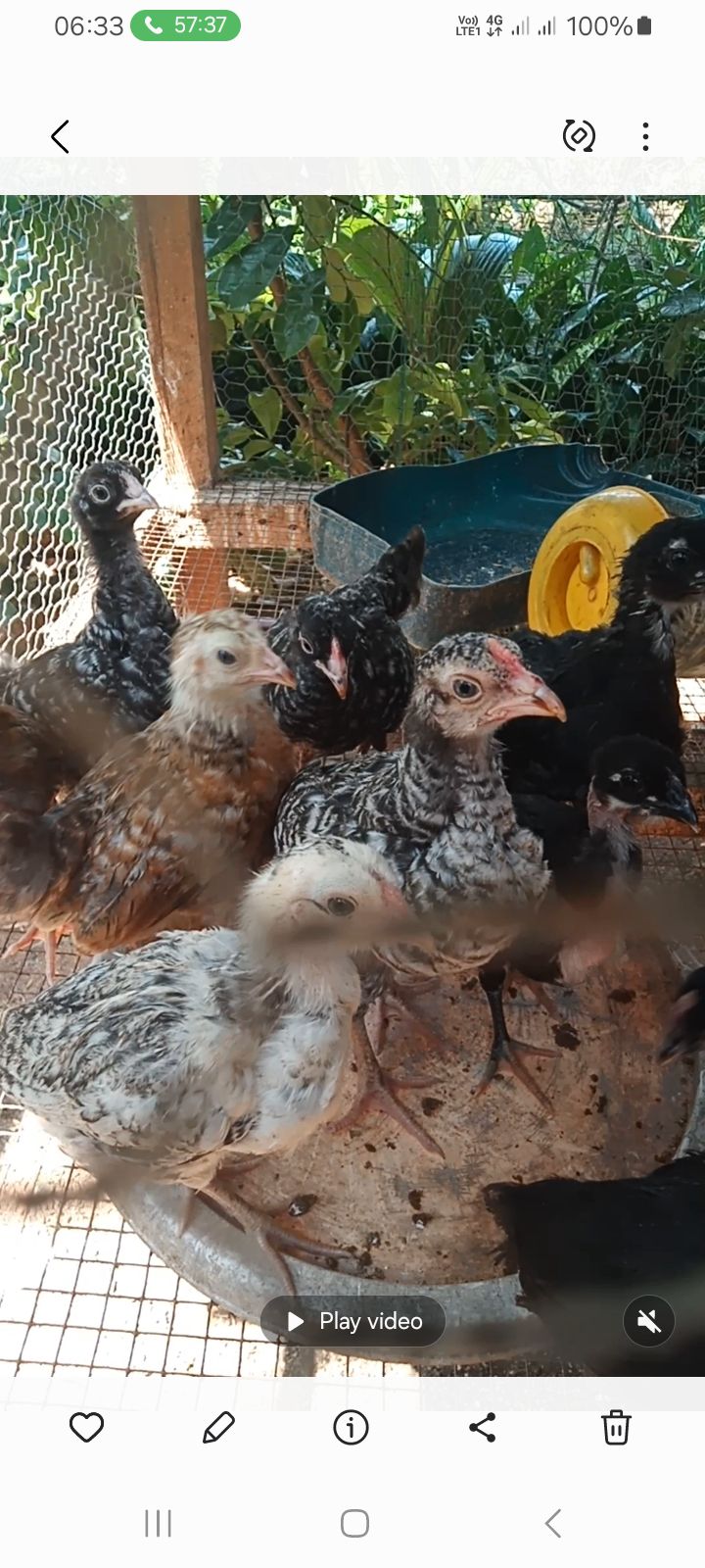 ගම් කුකුල් පැටවුන් විකිනිමට