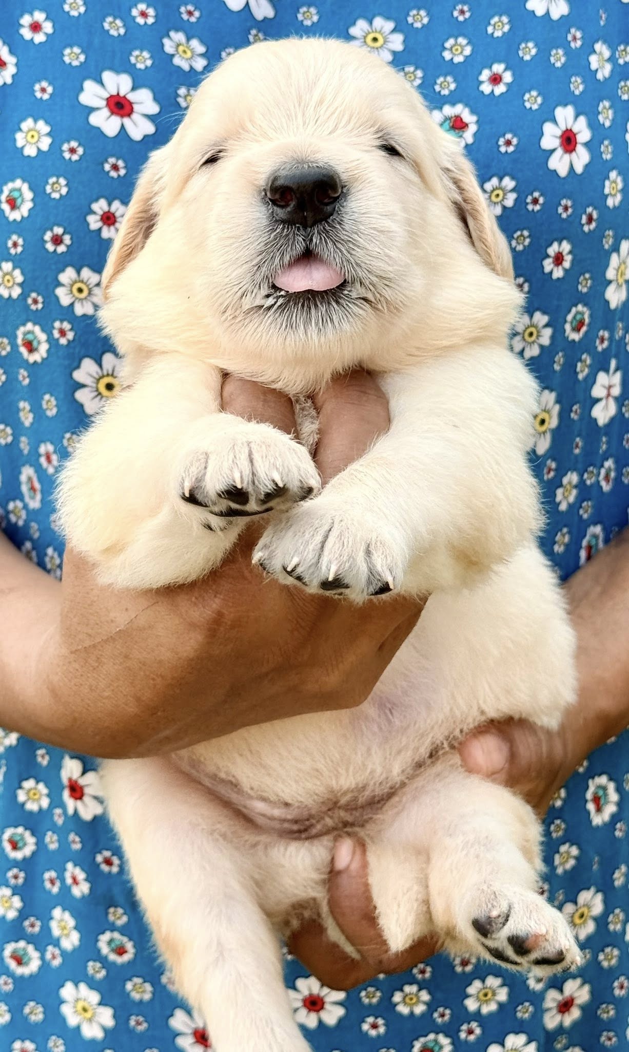 Golden Retriever puppies available