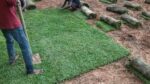 all types of Landscaping all & plants wholesale